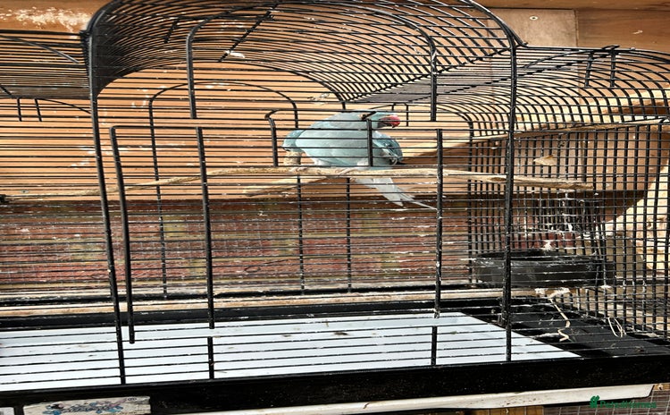 Ringnecks birds - Advert 6