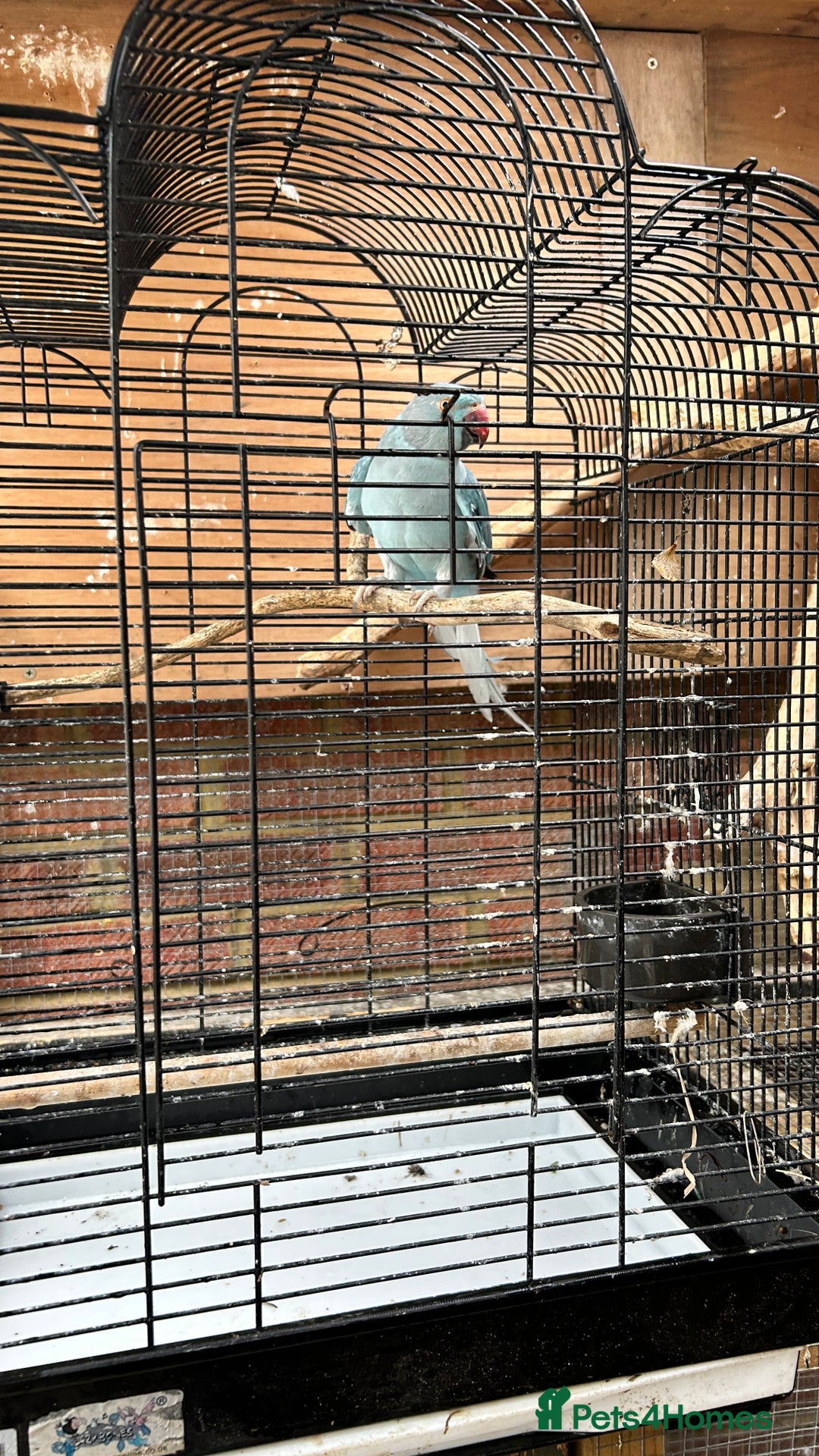 Ringnecks birds for sale: Proven 2022 hen for breeding with cage - Image 2