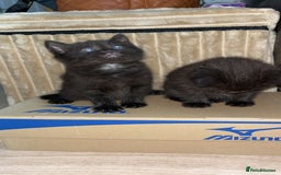 Mixed Breed cats for sale: Adorable friendly kittens - Image 2