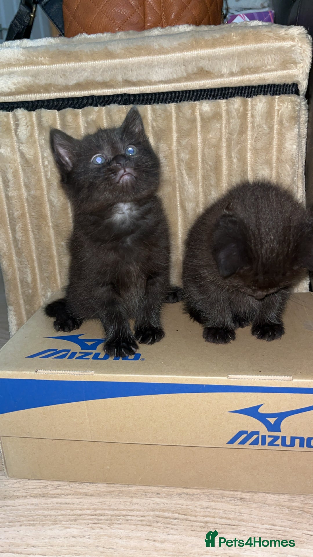 Mixed Breed cats for sale: Adorable friendly kittens - Image 2
