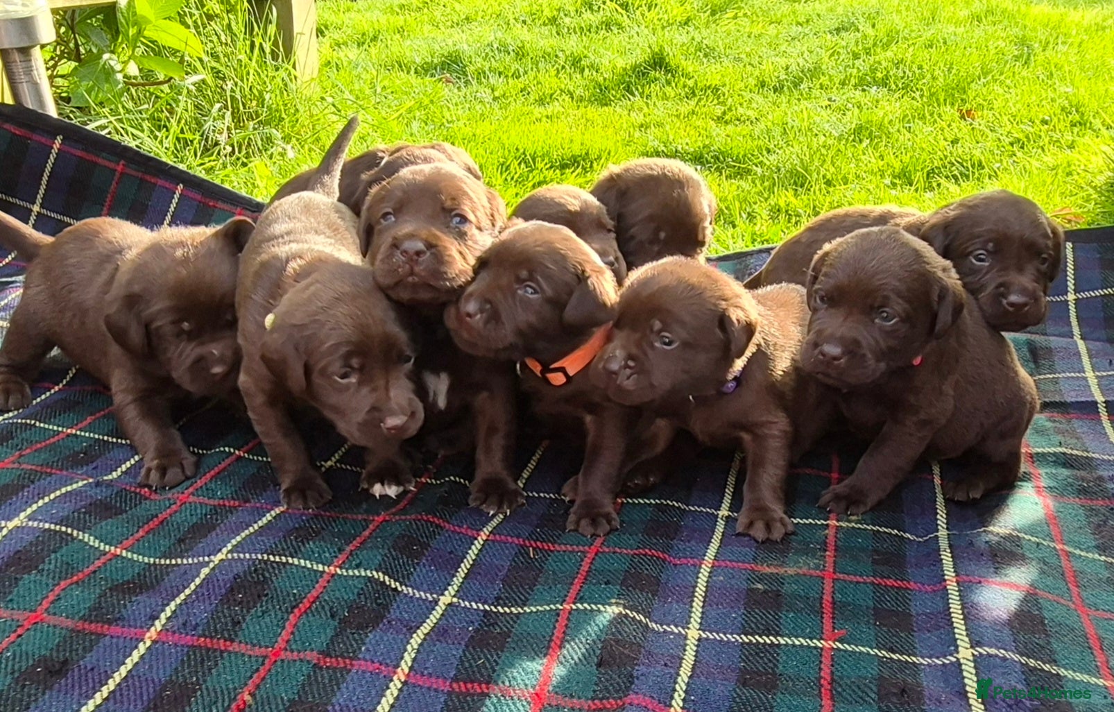 Labrador Retriever dogs Exceptional Chocolate Labrador Puppies  - Advert 1