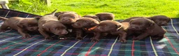 Labrador Retriever dogs for sale: Exceptional KC Reg Chocolate Labrador Puppies  - Advert 1