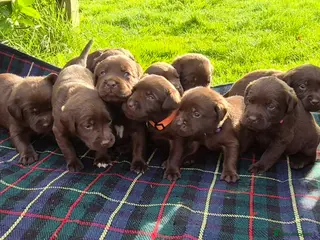 Labrador Retriever dogs Exceptional KC Reg Chocolate Labrador Puppies - Advert 1