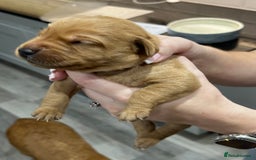 Labrador Retriever dogs for sale: 10 Beautiful Fox Red Labrador Puppies - Image 7