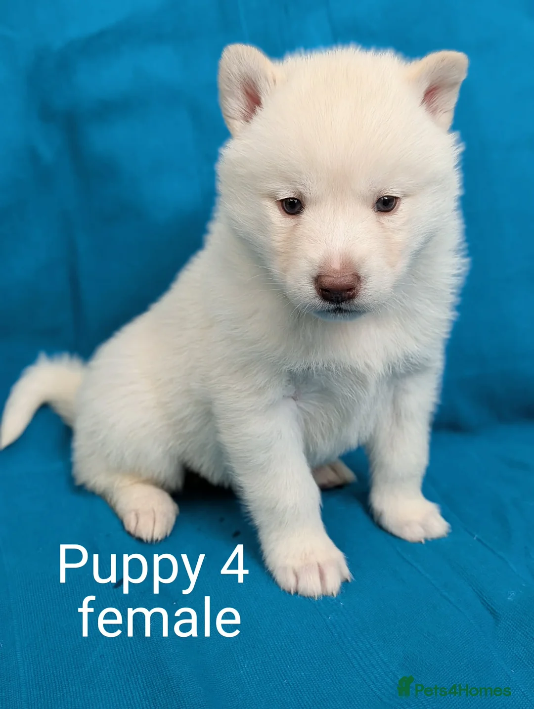 Siberian Husky dogs for sale: 6 beautiful Siberian Huskies  1 available  - Advert 11
