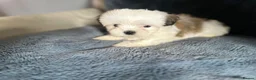Shih Tzu dogs for sale: Lovely Shih Tzu puppy LAST FEMALE  in Coventry - Advert 2