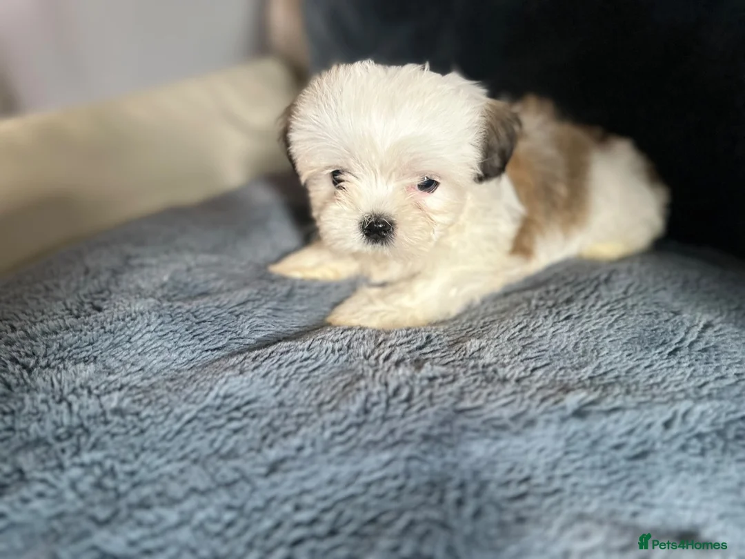 Shih Tzu dogs for sale: Lovely Shih Tzu puppy LAST FEMALE  in Coventry - Advert 2