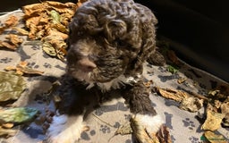 Lagotto Romagnolo dogs for sale: Stunning Litter of Pedigree Lagotto Romagnolo Pups - Image 22