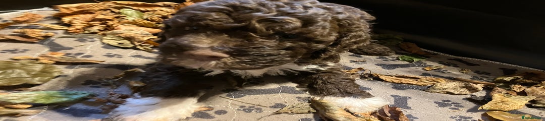 YELLOW (Boy) Lagotto Romagnolo Puppy