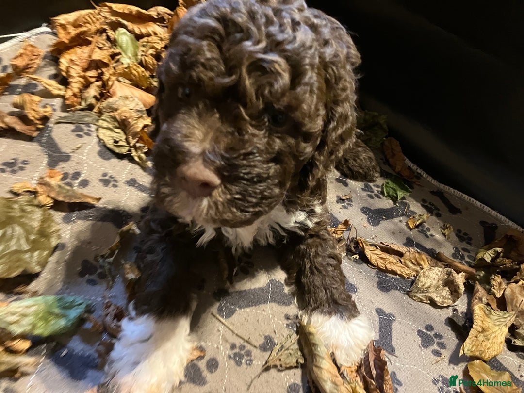 Lagotto Romagnolo dogs for sale: Stunning Litter of Pedigree Lagotto Romagnolo Pups - Image 22