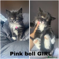 Mixed Breed cats - Advert 5