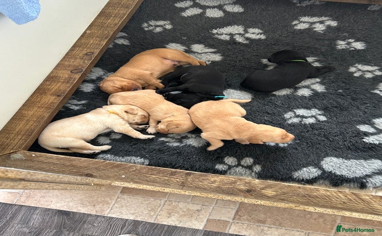 Labrador Retriever dogs - Advert 12