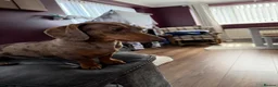 Dachshund dogs for stud: Miniature Dachshund for stud  in Newbiggin-by-the-Sea - Advert 3
