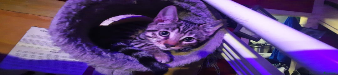 Bengal Kitten 2 WOLF 