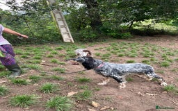 English Setter dogs for adoption: Whisky - Image 11