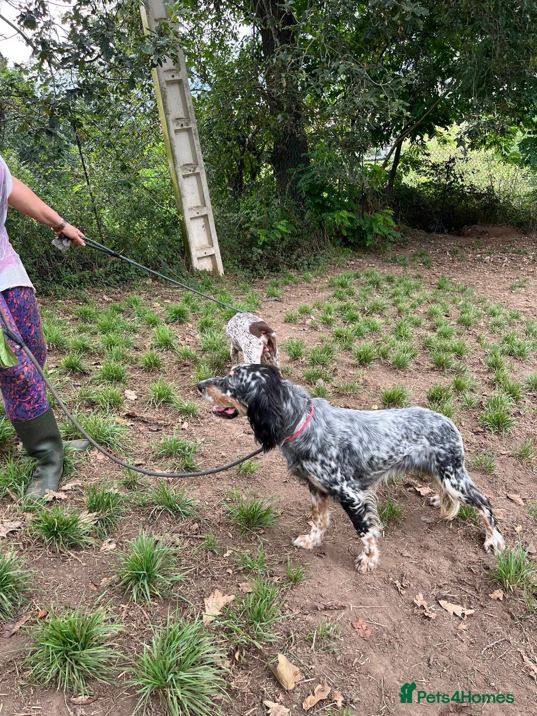 English Setter dogs for adoption: Whisky - Image 11
