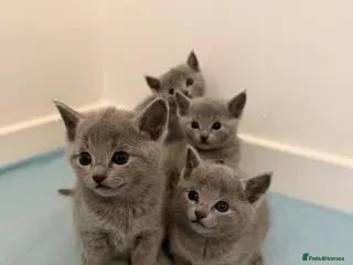 Russian Blue cats PEDIGREE BLUE RUSSIAN KITTENS - Advert 5