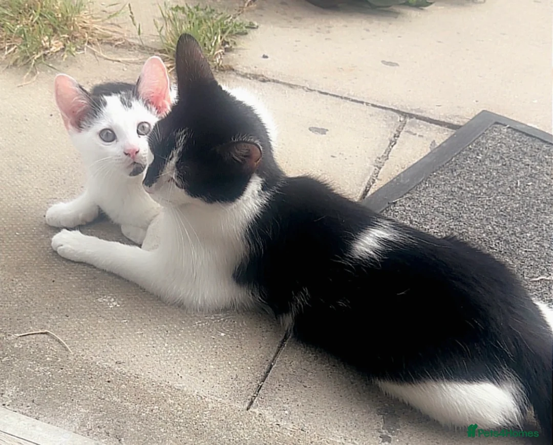 Mixed Breed cats for sale: Mix kitten - Advert 3