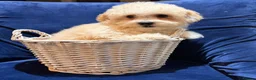 Poochon dogs for sale: READY TO NOW ♥️♥️ - Advert 6