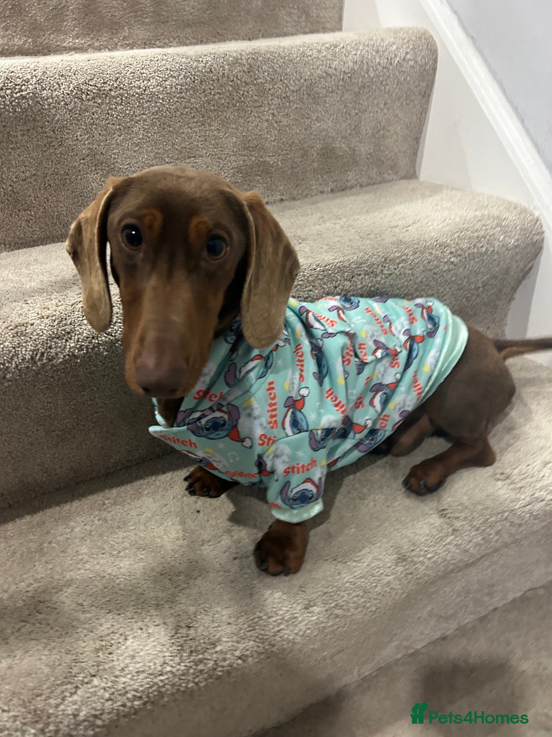 Miniature Dachshund dogs for sale: Brown and Tan miniature Dachshund 💜  - Advert 1