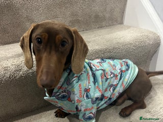 Miniature Dachshund dogs Brown and Tan miniature Dachshund 💜 - Advert 1