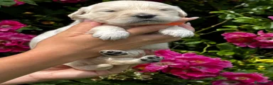Golden Retriever 8