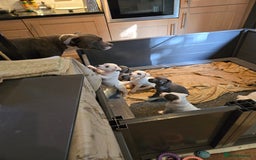 Staffordshire Bull Terrier dogs for sale: VERY RARE TOP QUALITY WHITE BLUE PIED STAFFORD BOY - Image 19