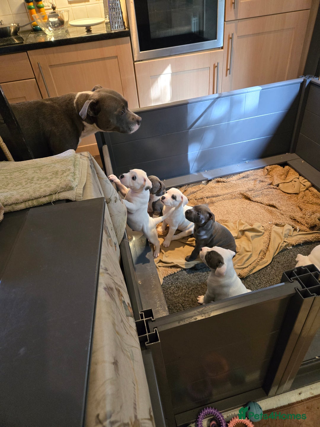 Staffordshire Bull Terrier dogs for sale: VERY RARE TOP QUALITY WHITE BLUE PIED STAFFORD BOY - Image 19