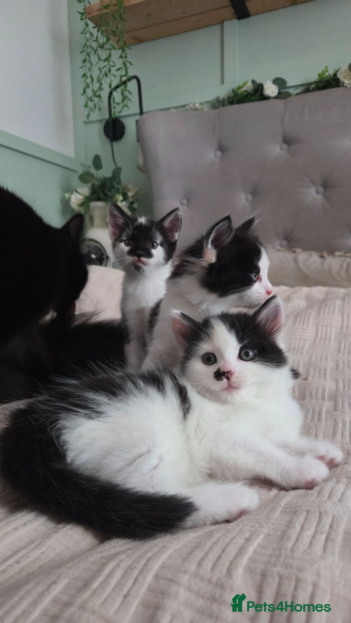 Mixed Breed cats One male and one female kitten available  - Advert 1