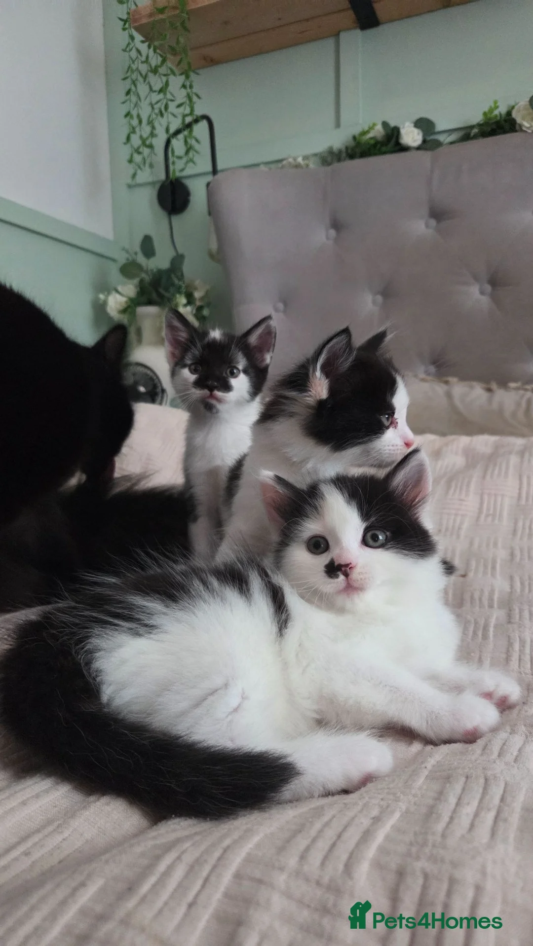 Mixed Breed cats for sale: One male and one female kitten available  - Advert 1