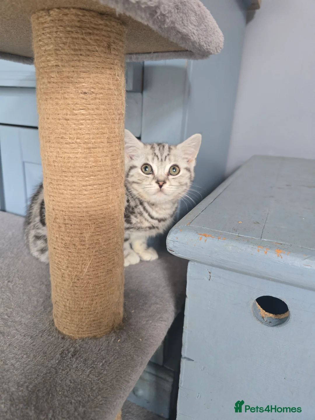 British Shorthair cats for sale: Bsh silver tabby boy 🩵 - Advert 8