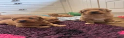Golden Retriever dogs for sale: KC working line from health tested parents  in Saltburn-by-the-Sea - Advert 10