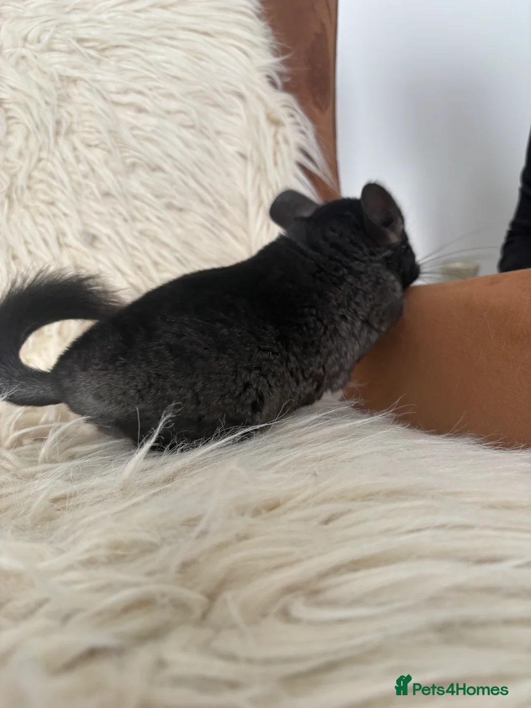Chinchilla rodents for sale: 2 girl chinchillas ready for new home  - Advert 16