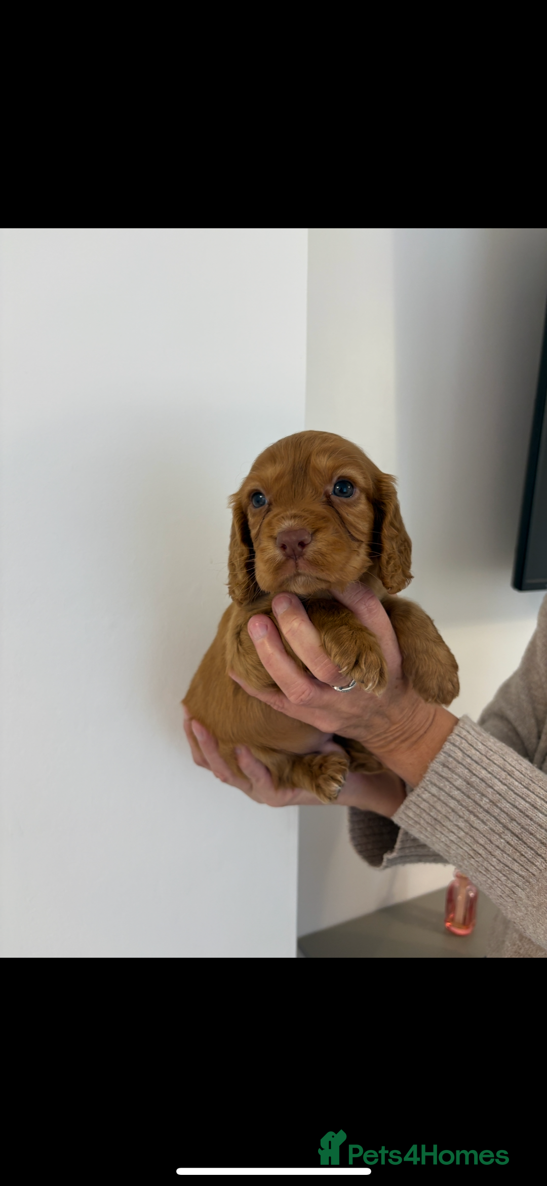 Cocker Spaniel dogs for sale: Gorgeous KC cocker spaniel puppies  - Advert 12