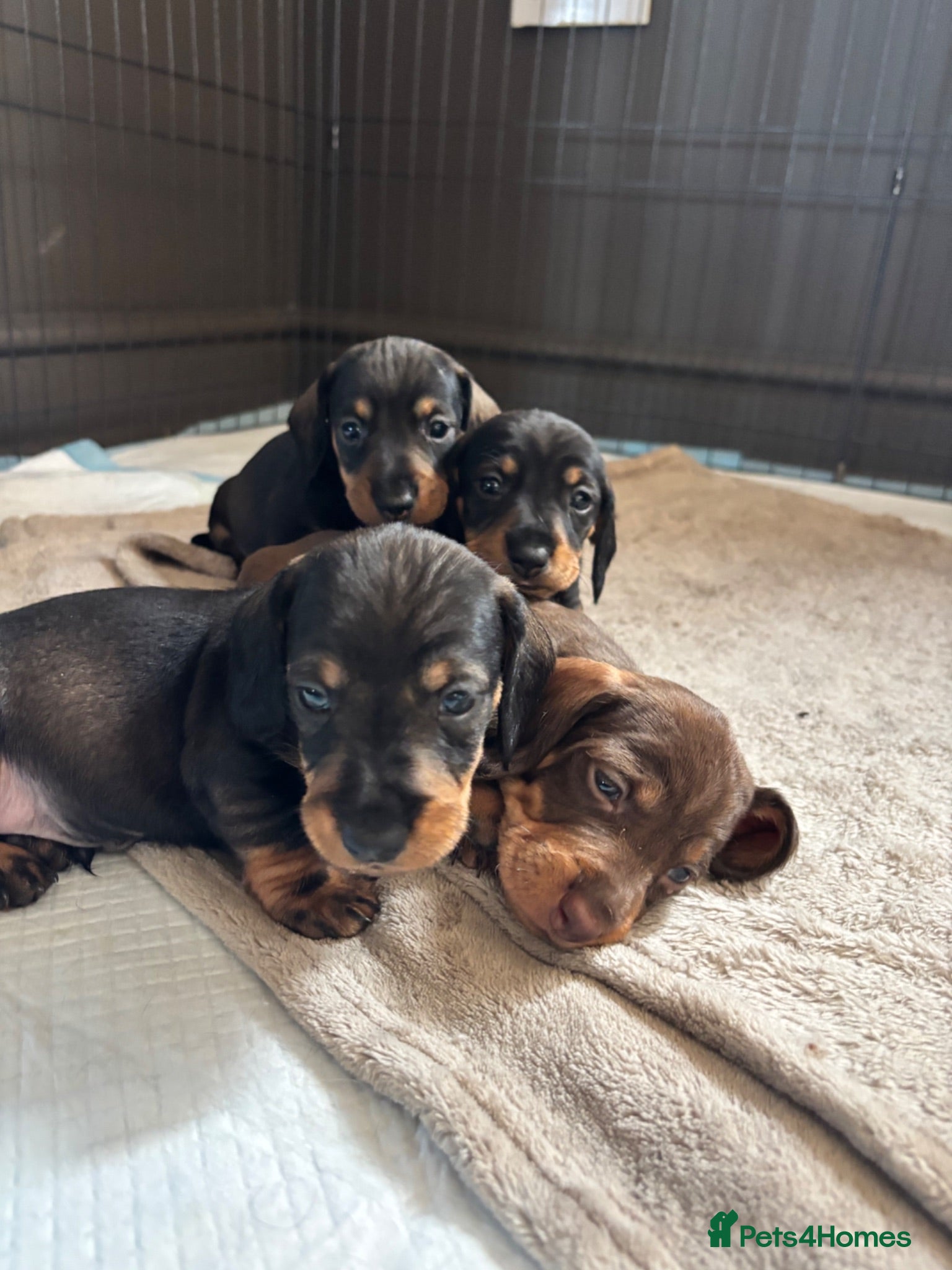 Dachshund dogs Wire-Haired Dachshund Puppies - Advert 1