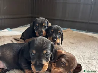 Dachshund dogs Wire-Haired Dachshund Puppies - Advert 1