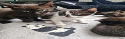 Mixed Breed cats for sale: 5 black/ black and white kittens - Advert 7