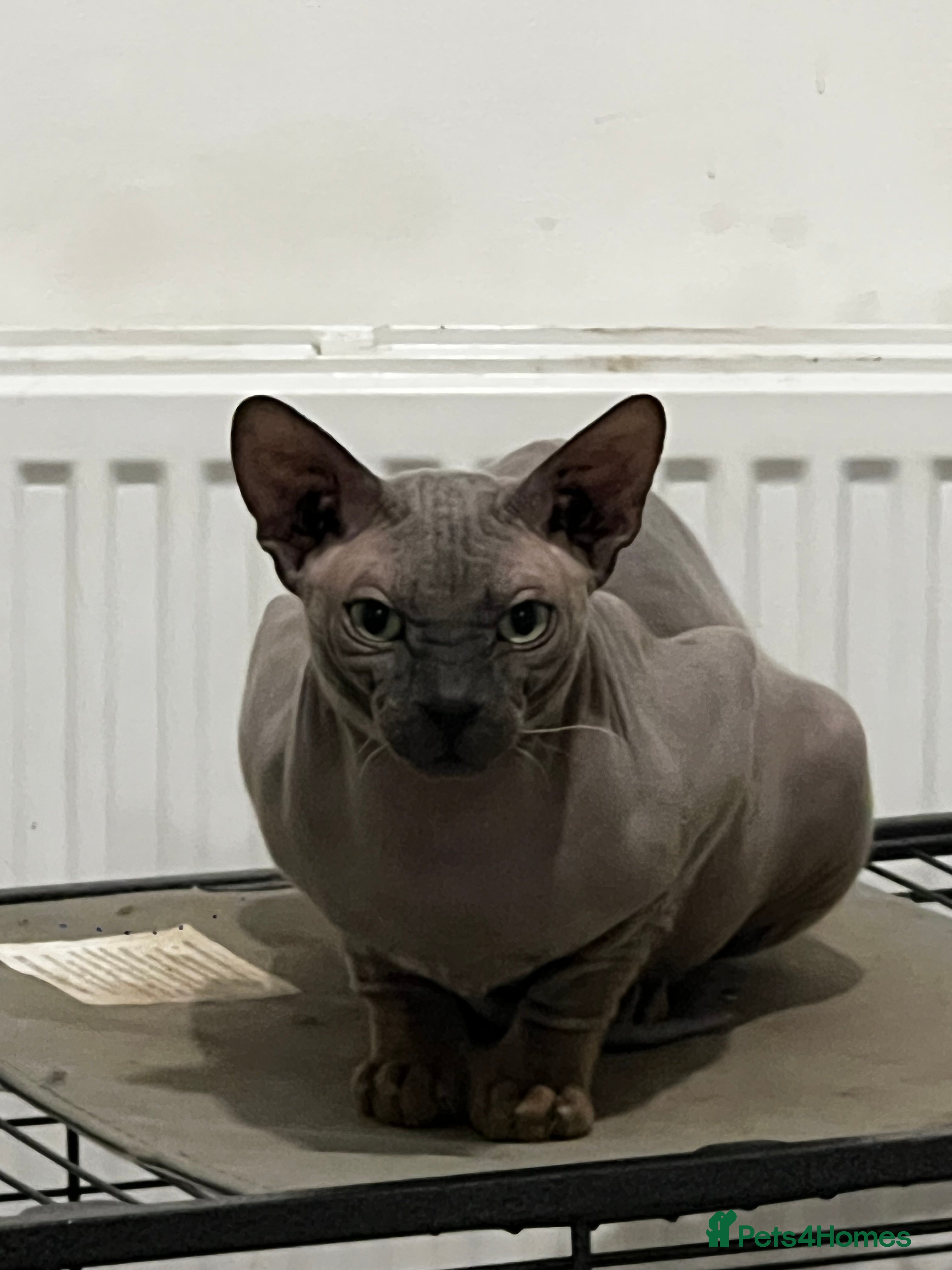 Egyptian Mau cats Sphynx £350 - Advert 11