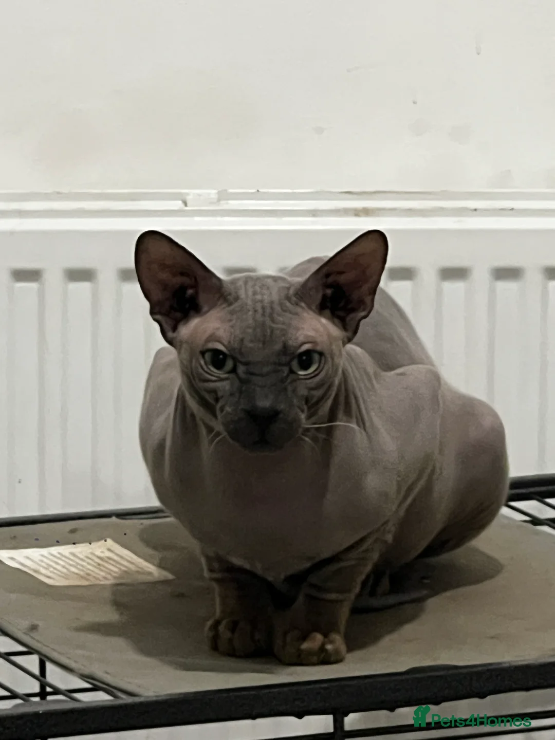 Egyptian Mau cats for sale: Sphynx £350 - Advert 1