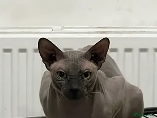 Egyptian Mau cats Sphynx £350 - Advert 11