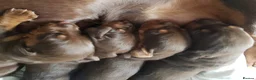 Dachshund dogs for sale: Stunning dashounds  - Advert 3
