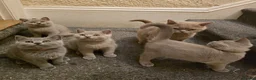 British Shorthair cats for sale: GCCF Active Parents- 6 British Shorthair Kittens - Advert 14