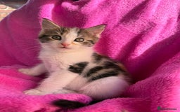 Maine Coon cats for sale: Beautiful Maine Coon Cross Kittens  - Image 2