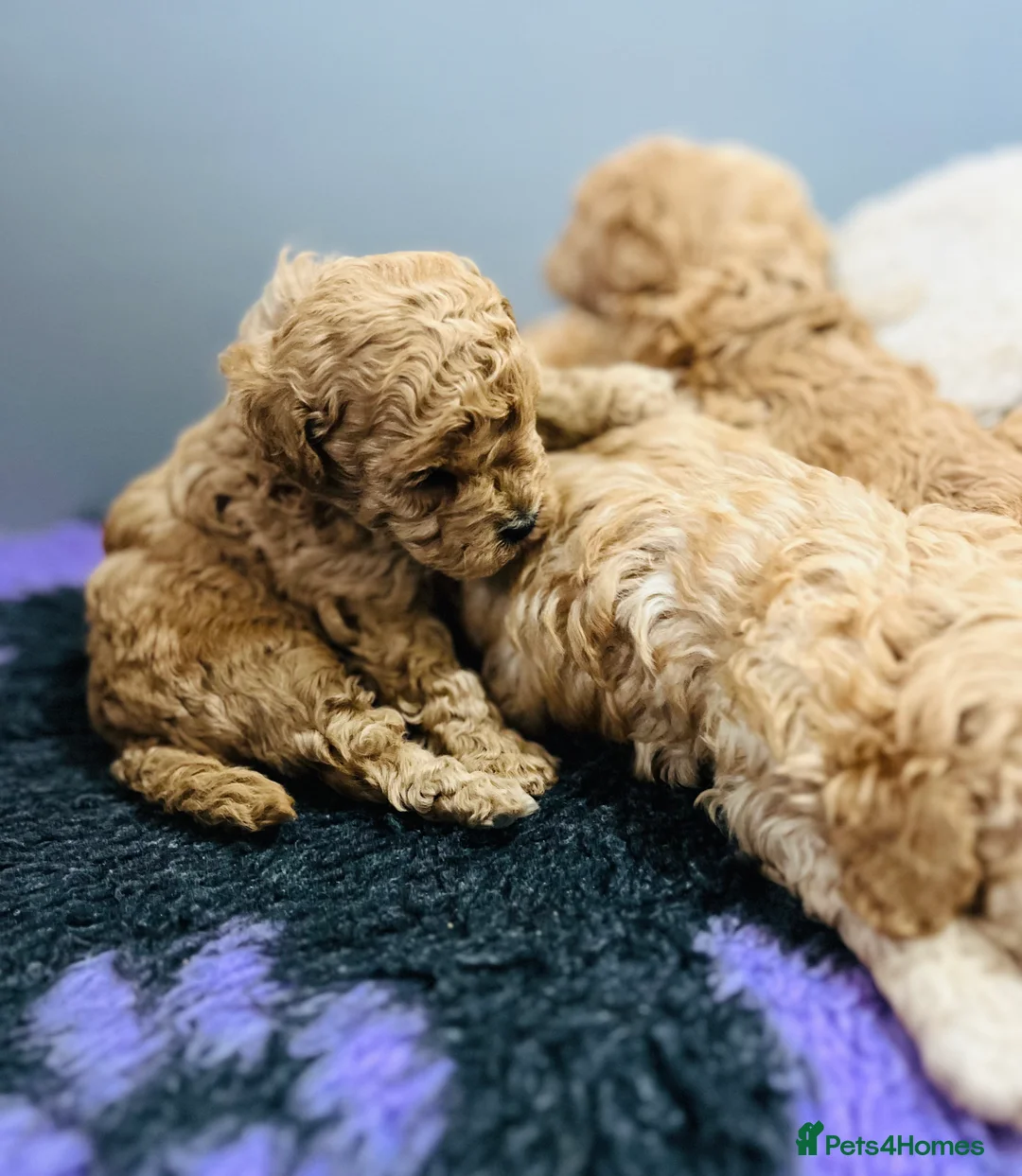 Cockapoo dogs for sale: Stunning f2b cockapoo pups  - Advert 6