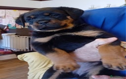 Rottweiler dogs for sale: KC reg Rottweiler puppies for sale - Image 5