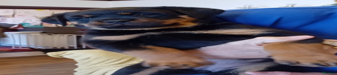 Rottweiler Puppy 4