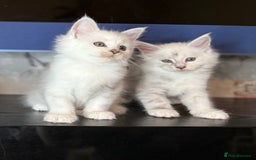 Maine Coon cats for sale: Outstanding Blue Silver Shaded Maine Coon Kittens - Image 5