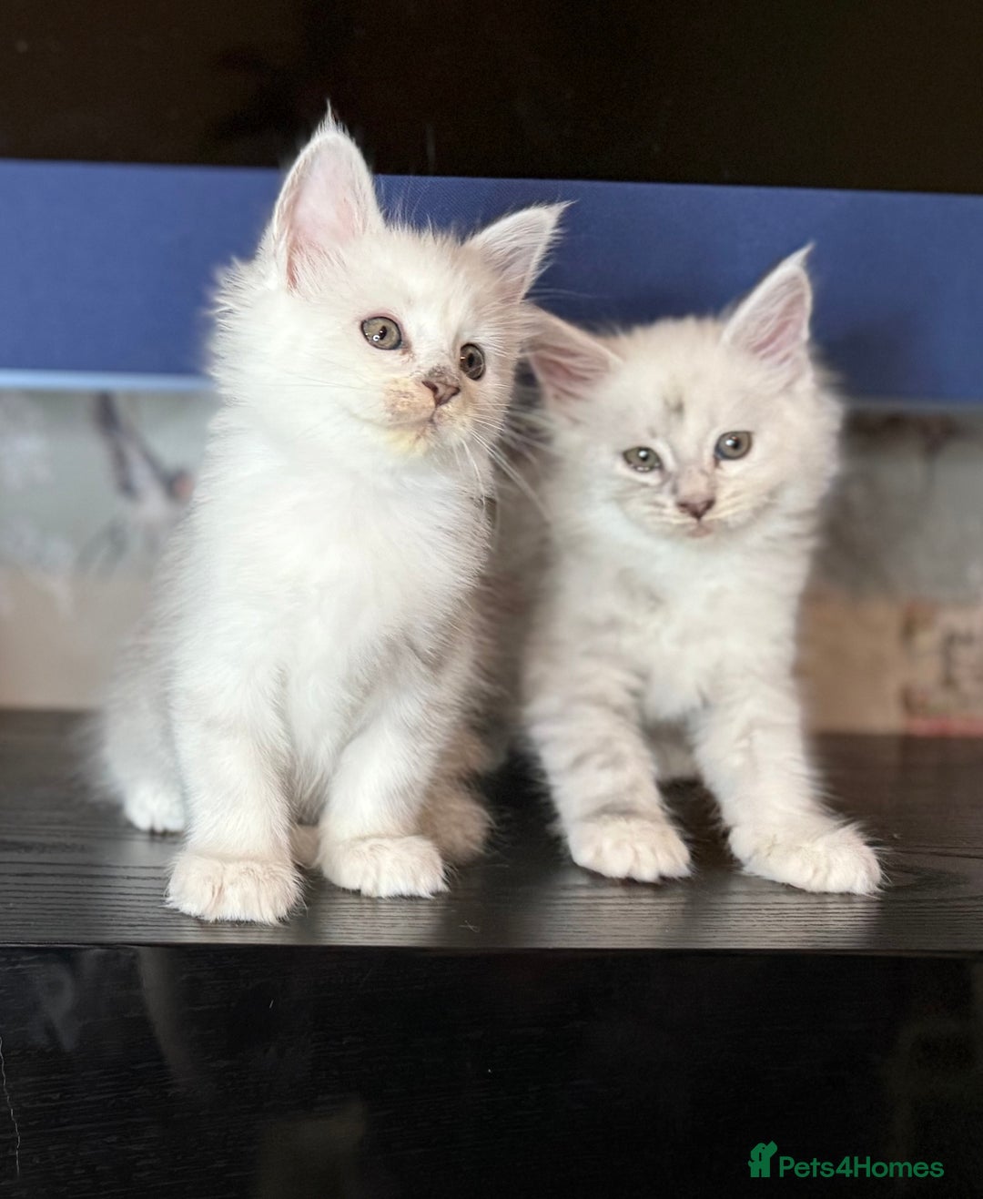 Maine Coon cats for sale: Outstanding Blue Silver Shaded Maine Coon Kittens - Image 5