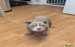 American Bully dogs for sale: Absolutely stunning pocket bully male  - Image 3