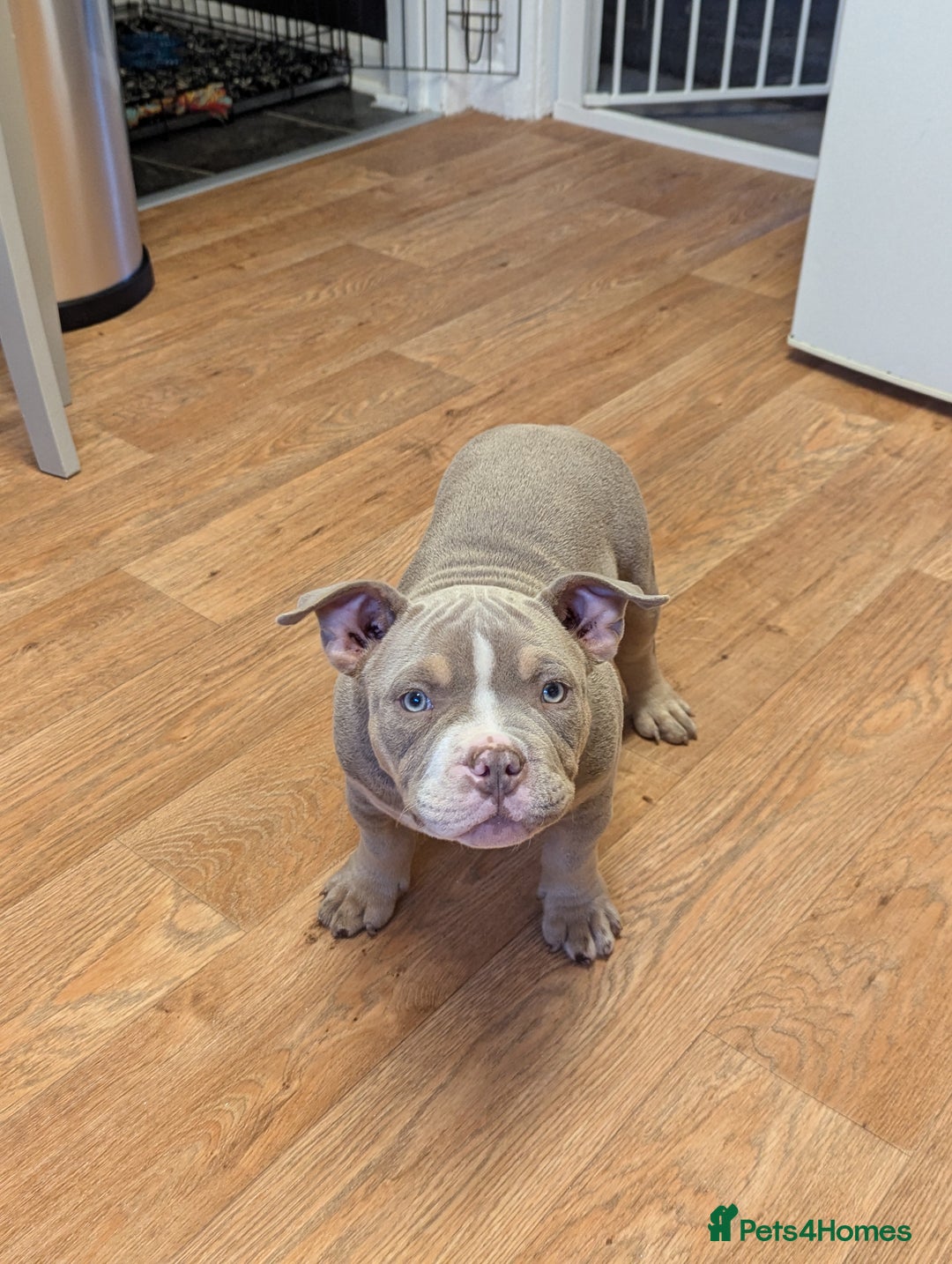 American Bully dogs for sale: Absolutely stunning pocket bully male  - Image 3